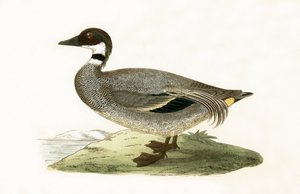 Falcated Teal ، توضيح من "تاريخ طيور أوروبا غير المرصودة في الجزر البريطانية" بقلم تشارلز روبرت بري (1811-1886) ، نشر عام 1867 بواسطة مدرسة اللغة الإنجليزية