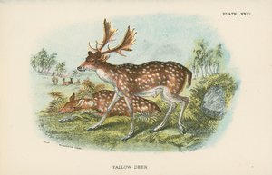 الغزلان البور بواسطة مدرسة اللغة الإنجليزية