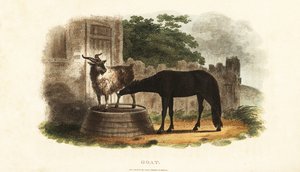 Female goat suckling a foal on a barrel بواسطة مدرسة اللغة الإنجليزية