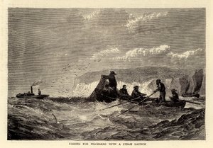 Fishing for Pilchards with a Steam Launch (engraving) بواسطة مدرسة اللغة الإنجليزية