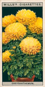 زراعة الزهور في أصص: الأقحوان القزم (كروموليثو) بواسطة مدرسة اللغة الإنجليزية