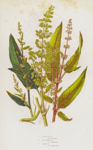 النباتات المزهرة في بريطانيا العظمى: الحوض الألبي، الحوض الأحمر العروق، الحوض الحاد (ليثو ملون) بواسطة مدرسة اللغة الإنجليزية