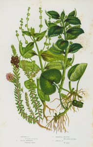 النباتات المزهرة في بريطانيا العظمى: Asarabacca ، Black Crowberry ، الزئبق الدائم ، الزئبق السنوي (لون ليثو) بواسطة مدرسة اللغة الإنجليزية