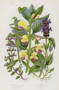 Flowering Plants of Great Britain: Bastard Balm, Common Self Heal, Common Skull Cap, Lesser Skull Cap (colour litho) بواسطة مدرسة اللغة الإنجليزية