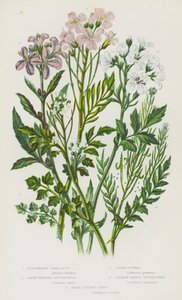 Flowering Plants of Great Britain: Bulbiferous Coral-Root, Large-Flowered Bitter-Cress, Cuckoo-Flower, Narrow-Leaved Bitter-Cress, Hairy Bitter-Cress (colour litho) بواسطة مدرسة اللغة الإنجليزية