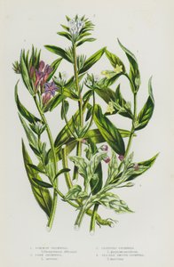 النباتات المزهرة في بريطانيا العظمى: Gromwell المشتركة ، Corn Gromwell ، الزاحف Gromwell ، Sea Side Smooth Gromwell (اللون الليثو) بواسطة مدرسة اللغة الإنجليزية