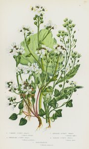 Flowering Plants of Great Britain: Common Scurvy Grass, Greenland Scurvy Grass, English Scurvy Grass, Danish Scurvy Grass, Horseradish (colour litho) بواسطة مدرسة اللغة الإنجليزية