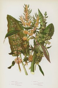 النباتات المزهرة في بريطانيا العظمى: Fiddle Dock ، Broad Leaved Dock ، Golden Dock ، Yellow Marsh Dock (color litho) بواسطة مدرسة اللغة الإنجليزية