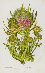 Flowering Plants of Great Britain: Fullers Teasel, Wild Teasel, Small Teasel (colour litho) بواسطة مدرسة اللغة الإنجليزية