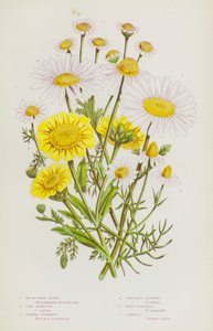 Flowering Plants of Great Britain: Great White Ox-Eye, Corn Marigold, Common Feverfew, Scentless Mayweed, Wild Chamomile, Common Chamomile (colour litho) بواسطة مدرسة اللغة الإنجليزية
