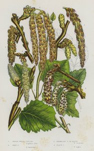 Flowering Plants of Great Britain: Great White Poplar, Grey Poplar, Trembling Poplar or Aspen, Black Poplar (colour litho) بواسطة مدرسة اللغة الإنجليزية
