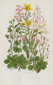 النباتات المزهرة في بريطانيا العظمى: Saxifrage على شكل الكلى ، London Pride ، Starry Saxifrage ، Alpine Clustered Saxifrage ، Purple Mountain Saxifrage ، Yellow Marsh Saxifrage ، Yellow Mountain Saxifrage ، White Meadow Saxifrage ، Drooping Bulbous Saxifra بواسطة مدرسة اللغة الإنجليزية