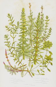 Flowering Plants of Great Britain: Mares Tall, Whorled Water Milfoil, Spiked Water Milfoil, Alternate Flowered Water Milfoil, Water Star-Wort, Pedunculated Water Star Wort, Autumnal Water Sort Wort (colour litho) بواسطة مدرسة اللغة الإنجليزية