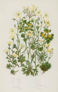 النباتات المزهرة في بريطانيا العظمى: Mossy Saxifrage ، Mossy Saxifrage ، Mossy Saxifrage ، Mossy Saxifrage ، Tufted Alpine Saxifrage ، Tufted Alpine Saxifrage ، Mossy Alpine Saxifrage ، Geranium Saxifrage ، Golden Saxifrage ، Common Golden Saxifrage (color بواسطة مدرسة اللغة الإنجليزية