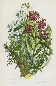 Flowering Plants of Great Britain: Purple Sea Rocket, Sea Kale, Wart Cress or Swines Cress, Lesser Wart Cress (colour litho) بواسطة مدرسة اللغة الإنجليزية