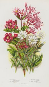 Flowering Plants of Great Britain: Ragged Robin, Red German Catchfly, Red Alpine Catchfly, White Catchfly, Red Campion (colour litho) بواسطة مدرسة اللغة الإنجليزية
