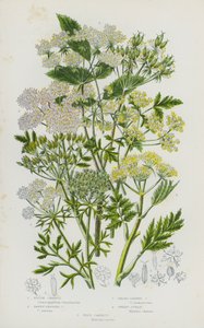 Flowering Plants of Great Britain: Rough Chervil, Tawny Fruited Chervil, Broad-Leaved Chervil, Sweet Cicely, Wild Carrot (colour litho) بواسطة مدرسة اللغة الإنجليزية