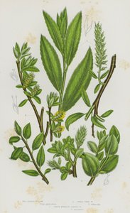 Flowering Plants of Great Britain: Tea Leaved Willow, Small Tree Willow, Green Whortle Leaved Willow (colour litho) بواسطة مدرسة اللغة الإنجليزية