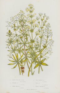 Flowering Plants of Great Britain: White Water Bed-Straw, Upright Bed-Straw, Great Hedge Bed-Straw, Cross Leaved Bed-Straw, Wall Bed-Straw, Warty Fruited Bed-Straw, Smooth Fruited Bed-Straw (colour litho) بواسطة مدرسة اللغة الإنجليزية