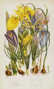 Flowering Plants of Great Britain: Yellow Water Iris, Stinking Iris, Columnas Trichonema, Purple Spring Crocus, Least Spring Crocus, Golden Crocus, Saffron Crocus, Naked-Flowering Crocus (colour litho) بواسطة مدرسة اللغة الإنجليزية
