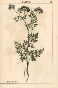 البقدونس الكذبة Aethusa cynapium   ، من "The Instructive Picturebook، or Lessons from the Vegetable World،" [شارلوت ماري يونج] ، إدنبرة بواسطة مدرسة اللغة الإنجليزية
