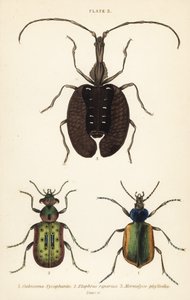 صائد كاتربيلر الغابات ، Calosoma sycophanta 1 ، خنفساء الأرض ، Elaphrus riparius 2 ، وخنفساء الكمان ، Mormolyce phyllodes 3 بواسطة مدرسة اللغة الإنجليزية