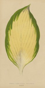 Funkia Sieboldiana Variegata بواسطة مدرسة اللغة الإنجليزية