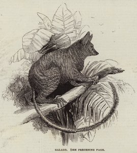 Galago (engraving) بواسطة مدرسة اللغة الإنجليزية