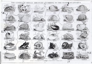 Genera of Shells Jigsaw، pub. بواسطة دبليو إدواردز بواسطة مدرسة اللغة الإنجليزية