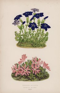 جينتيانا بافاريكا Primula Minima (لون litho) بواسطة مدرسة اللغة الإنجليزية