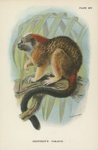 Geoffroys Tamarin بواسطة مدرسة اللغة الإنجليزية