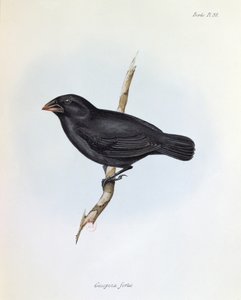 Geospiza Fortis ، رسم توضيحي من علم الحيوان لرحلة HMS Beagle ، 1832-1836 ، بقلم تشارلز داروين (1809-92) ، 1840 بواسطة مدرسة اللغة الإنجليزية
