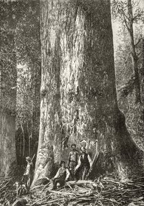 Giant Gum Tree ، c.1880 ، من "الصور الأسترالية" بقلم هوارد ويلوبي ، نشرتها جمعية المسالك الدينية ، لندن ، 1886 بواسطة مدرسة اللغة الإنجليزية