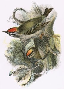 Goldcrest (سفلي) و Firecrest (علوي) بواسطة مدرسة اللغة الإنجليزية