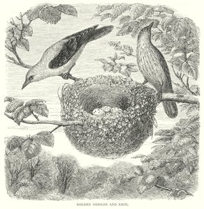 الأوريولز الذهبي (نقش) بواسطة مدرسة اللغة الإنجليزية