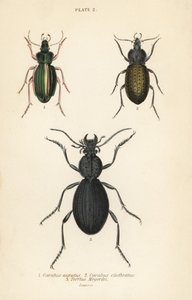 الخنفساء الذهبية المطحونة ، Carabus auratus 1 ، الخنفساء المطحونة ، Carabus clathratus 2 ، الخنفساء الكبيرة السوداء المطحونة ، Tefflus megerlei بواسطة مدرسة اللغة الإنجليزية