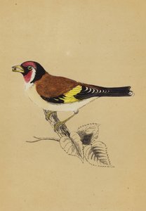 طائر الحسون (لون ليثو) بواسطة مدرسة اللغة الإنجليزية