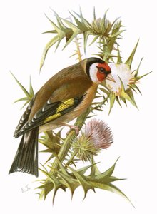 طائر الحسون