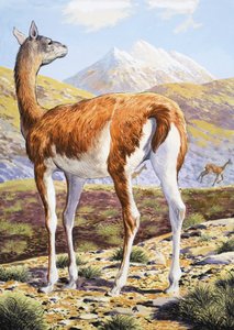 Guanacos رشيقة بواسطة مدرسة اللغة الإنجليزية