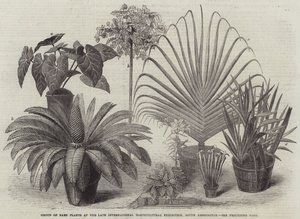 Group of Rare Plants at the Late International Horticultural Exhibition, South Kensington (engraving) بواسطة مدرسة اللغة الإنجليزية