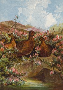 طيهوج (طباعة حجرية ملونة) بواسطة مدرسة اللغة الإنجليزية