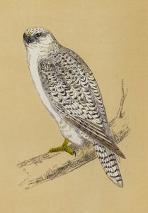 Gyr-Falcon (colour litho) بواسطة مدرسة اللغة الإنجليزية