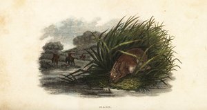 Hare hiding from hunters in a stand of rushes on an island in a pond بواسطة مدرسة اللغة الإنجليزية