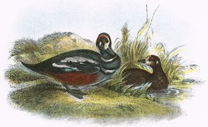 Harlequin Duck بواسطة مدرسة اللغة الإنجليزية