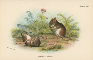 حصاد الفأر بواسطة مدرسة اللغة الإنجليزية