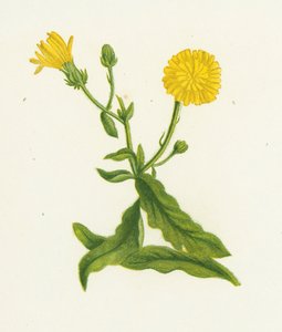 هوكود Picris ، Picris Hieracioides بواسطة مدرسة اللغة الإنجليزية