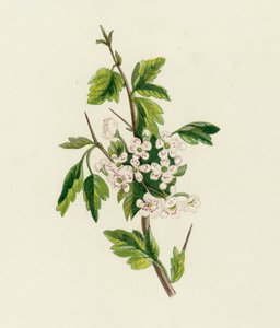 الزعرور ، Crataegus Oxyacantha بواسطة مدرسة اللغة الإنجليزية