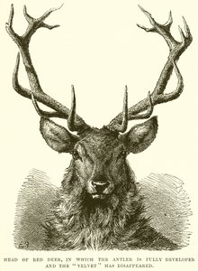 رأس Red Deer ، حيث تم تطوير Antler بالكامل واختفى Velvet بواسطة مدرسة اللغة الإنجليزية