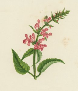 نبتة الجرح التحوطية، Stachys Sylvatica (ليثو ملون) بواسطة مدرسة اللغة الإنجليزية