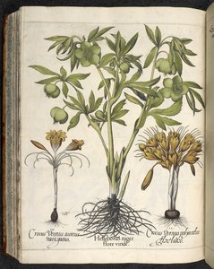 Helleborus Niger (خربق أسود) من طبيب Culpeper